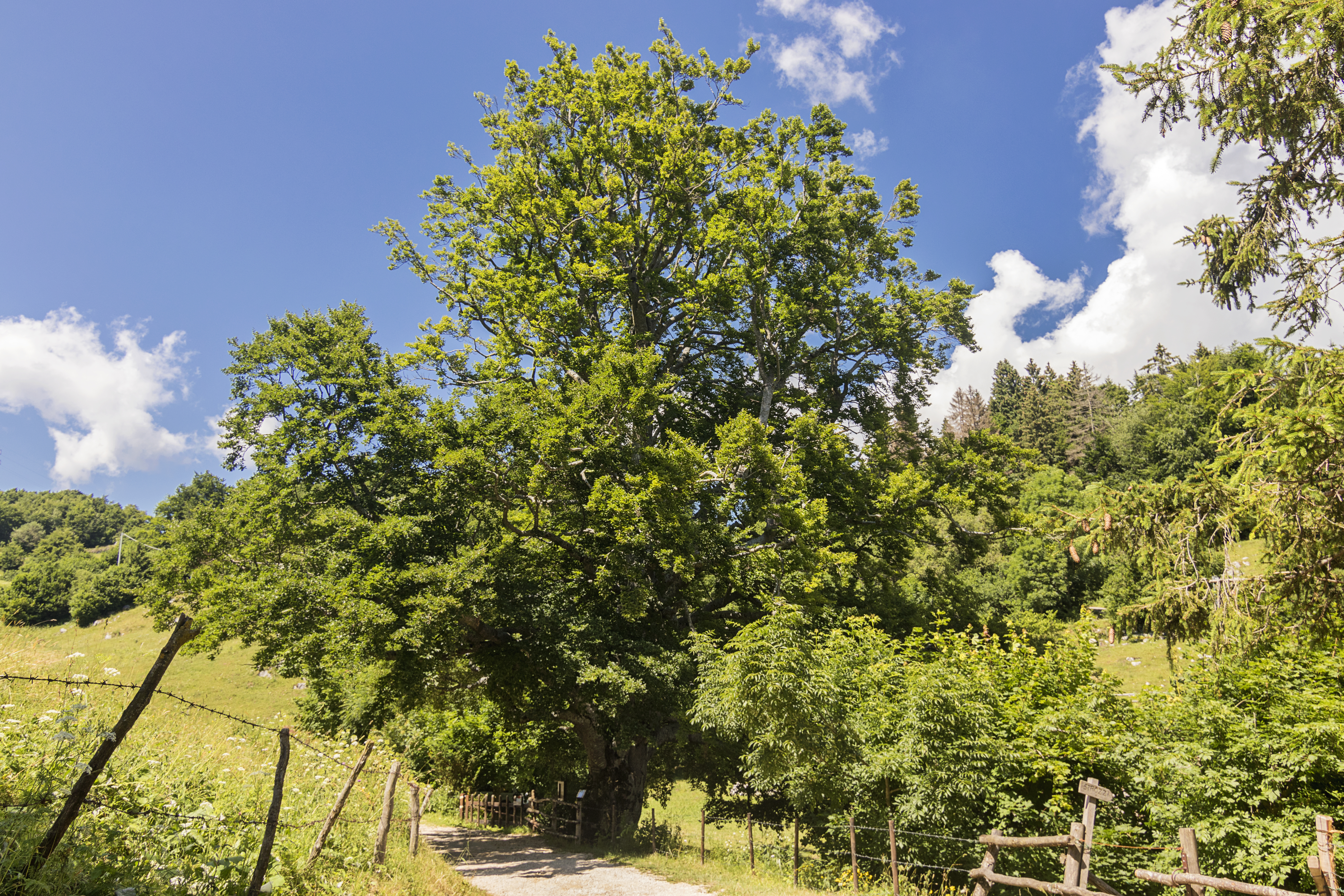 Alberi Monumentali Ph
